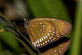 Common Indian Crow Euploea core godartii