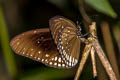 Common Indian Crow Euploea core godartii