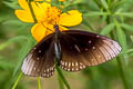 Common Indian Crow Euploea core godartii