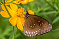 Common Indian Crow Euploea core godartii