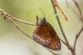 Common Indian Crow Euploea core godartii