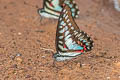 Common Jay Graphium doson actor