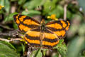 Common Jester Symbrenthia lilaea lilaea