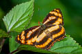 Common Jester Symbrenthia lilaea lilaea