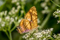 Common Jester Symbrenthia lilaea lilaea