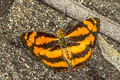 Common Jester Symbrenthia lilaea luciana