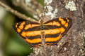 Common Jester Symbrenthia lilaea lilaea