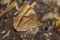 Common Jungleglory Thaumantis diores splendens