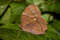 Common Jungleglory Thaumantis diores dalata