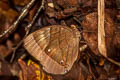 Common Jungleglory Thaumantis diores splendens