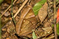 Common Jungleglory Thaumantis diores splendens