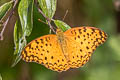 Common Leopard Phalanta phalantha phalantha