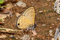 Common Lineblue Prosatus nora ardates