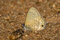 Common Lineblue Prosatus nora ardates