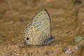 Common Lineblue Prosatus nora ardates