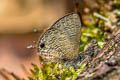 Common Lineblue Prosatus nora ardates