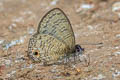 Common Lineblue Prosatus nora ardates