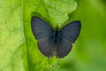 Common Lineblue Prosatus nora ardates