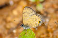 Common Lineblue Prosatus nora superdates