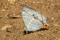 Common Map Cyrestis thyodamas thyodamas