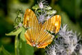 Common Maplet Chersonesia risa risa