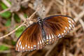 Common Mime Papilio clytia clytia