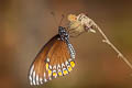 Common Mime Papilio clytia clytia