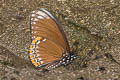 Common Mime Papilio clytia clytia