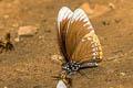Common Mime Papilio clytia clytia