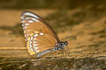 Common Mime Papilio clytia clytia