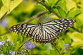 Common Mime Papilio clytia clytia