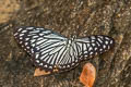 Common Mime Papilio clytia clytia