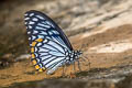 Common Mime Papilio clytia clytia