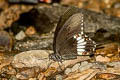 Common Mormon Papilio polytes romulus