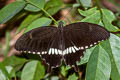 Common Mormon Papilio polytes romulus