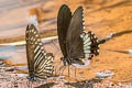 Common Mormon Papilio polytes romulus