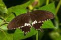 Common Mormon Papilio polytes romulus