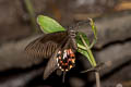 Common Mormon Papilio polytes romulus