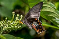 Common Mormon Papilio polytes romulus