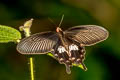 Common Mormon Papilio polytes romulus