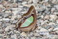 Common Nawab Polyura athamas athamas