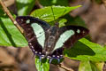 Common Nawab Polyura athamas athamas