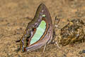 Common Nawab Polyura athamas athamas