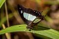 Common Nawab Polyura athamas athamas