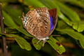 Common Oakblue Arhopala centaurus nakula (Centaur Oakblue)