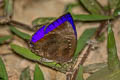 Common Oakblue Arhopala centaurus nakula (Centaur Oakblue)