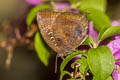 Common Oakblue Arhopala centaurus nakula (Centaur Oakblue)