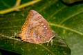 Common Oakblue Arhopala centaurus nakula (Centaur Oakblue)