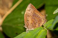 Common Oakblue Arhopala centaurus nakula (Centaur Oakblue)