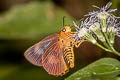 Common Orange Awlet Burara harisa harisa